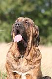 FILA BRASILEIRO 228